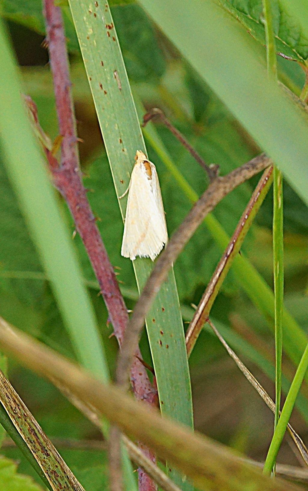 id falena 3 - Rhodometra sacraria