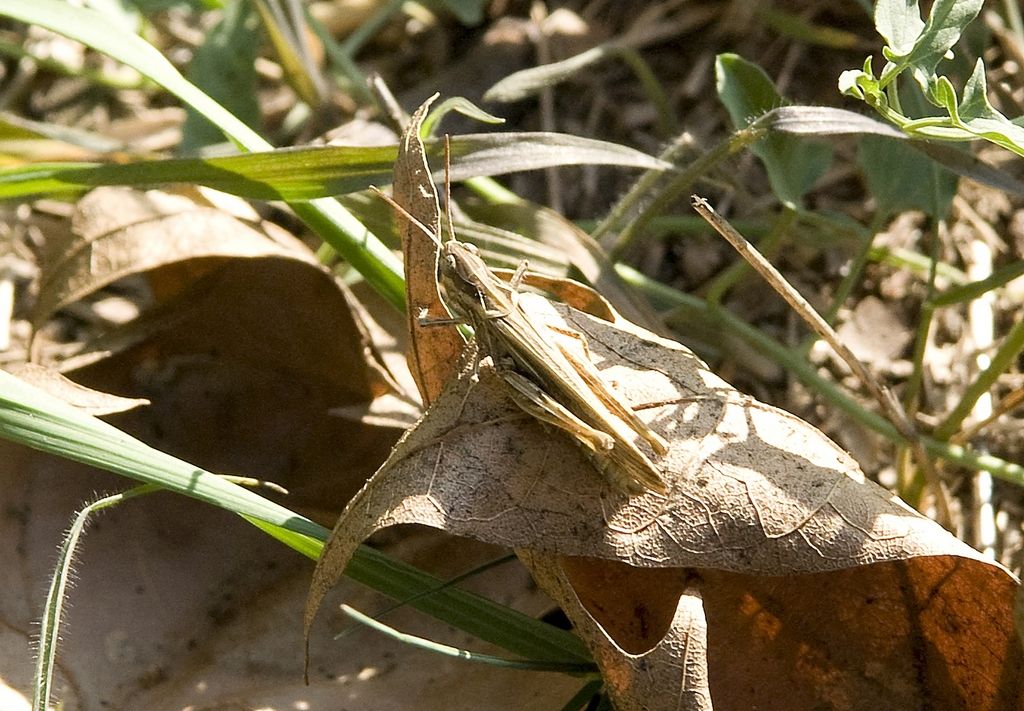 Omocestus (Dirschus) sp.