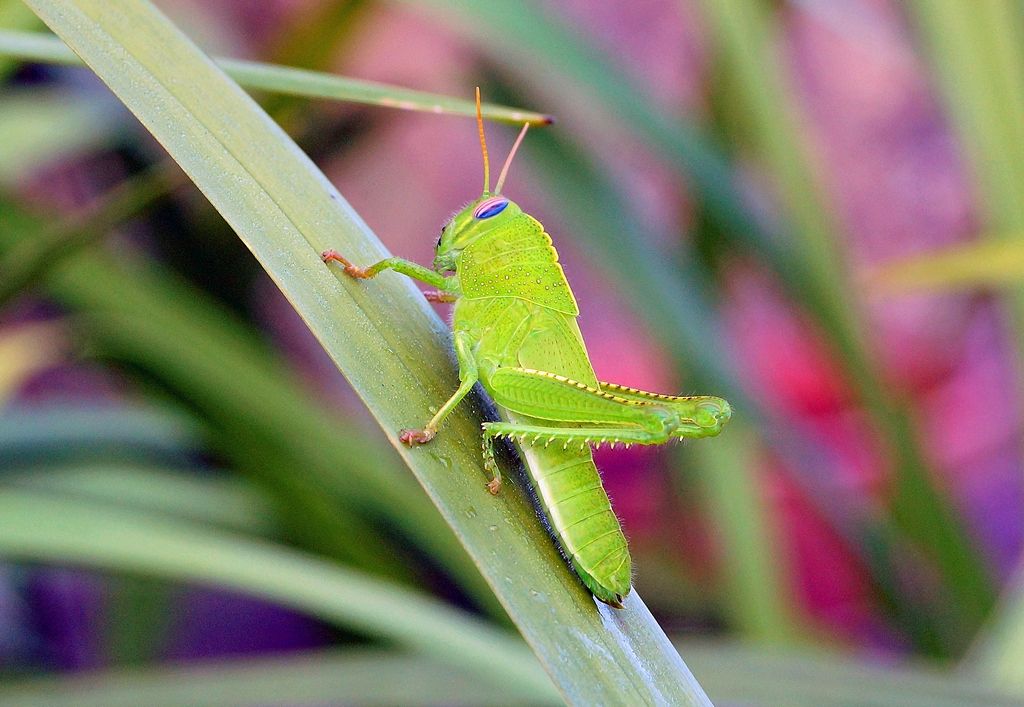 Anacridium aegyptium, femmina sub-adulta