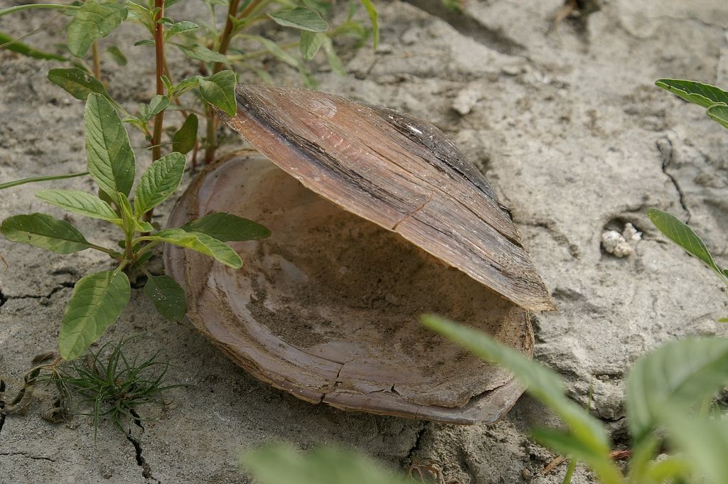 Anodonta dall''isola Boschina ad Ostiglia (MN)