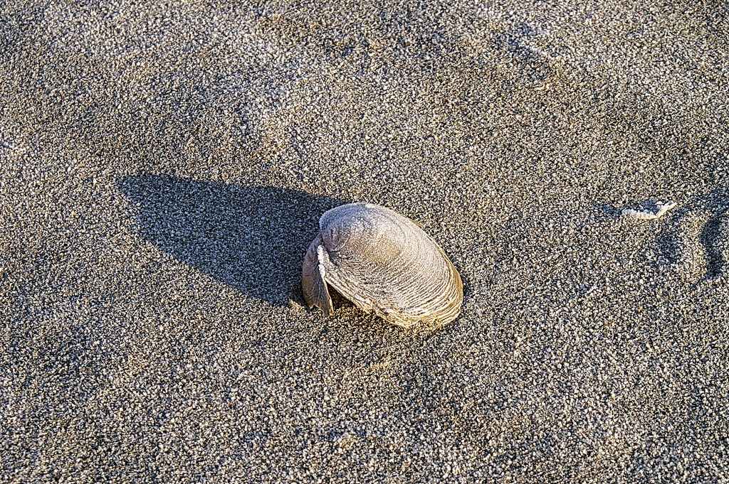 Anodonta dall''isola Boschina ad Ostiglia (MN)