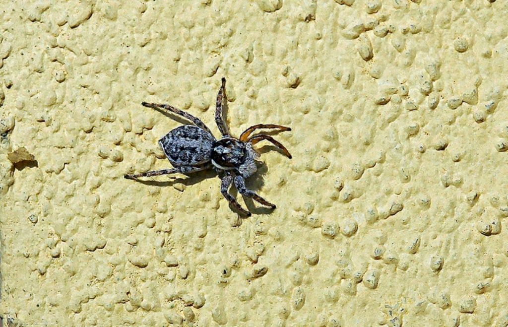 Salticidae?  S, Menemerus semilimbatus  - Ostiglia (MN)