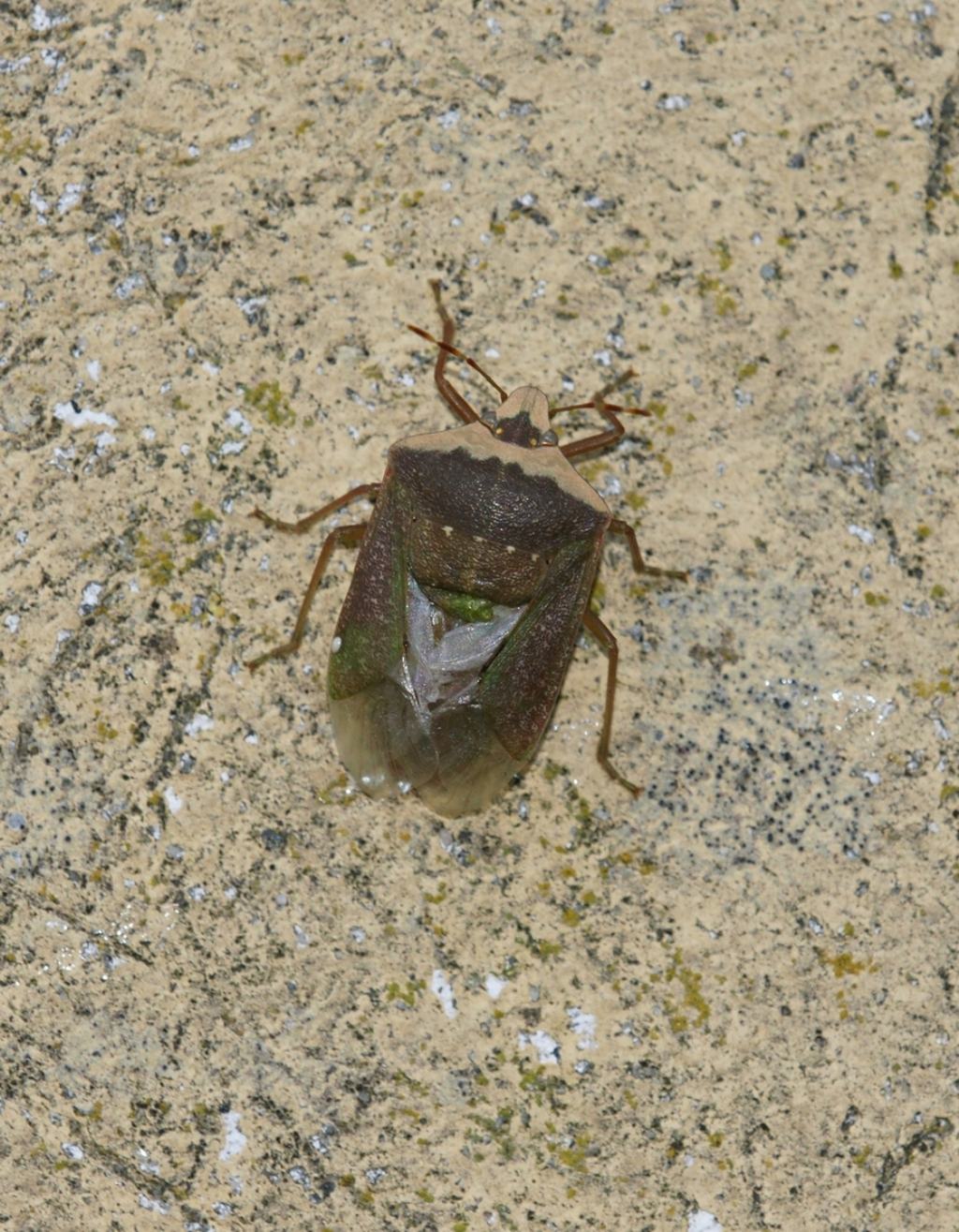 Pentatomidae: Nezara viridula f. torquata  (esemplare malformato)