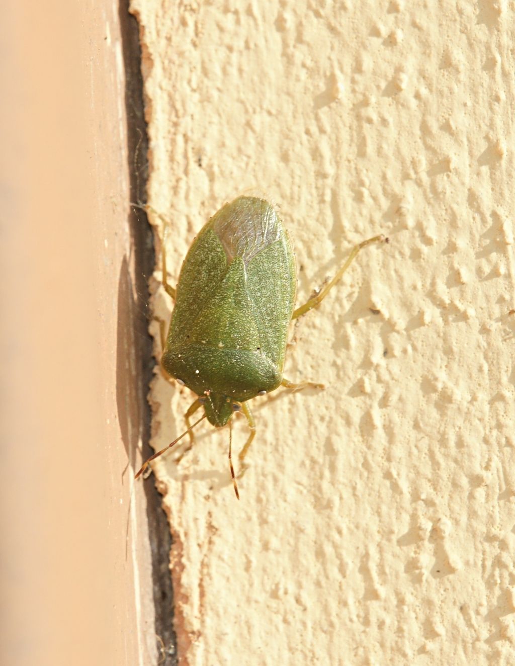 Pentatomidae: Nezara viridula