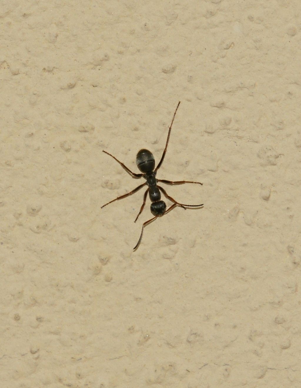 Formica sp.