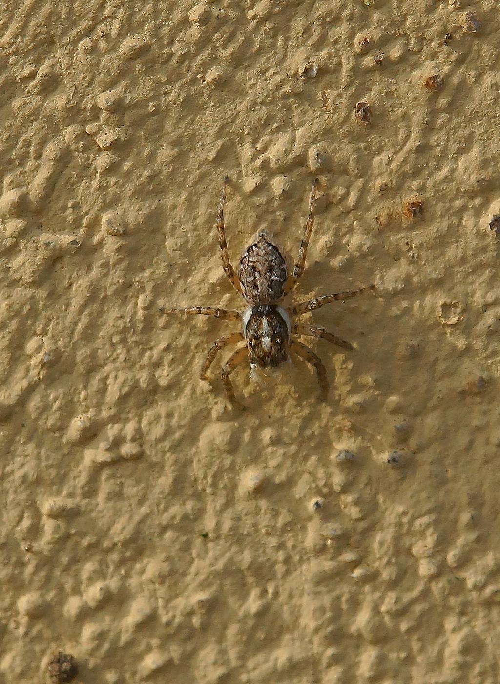 Salticidae: Menemerus semilimbatus - Ostiglia (MN)