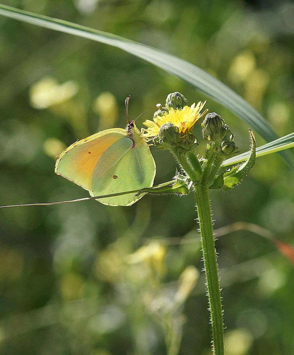 Colias crocea? No, Gonepteryx cleopatra