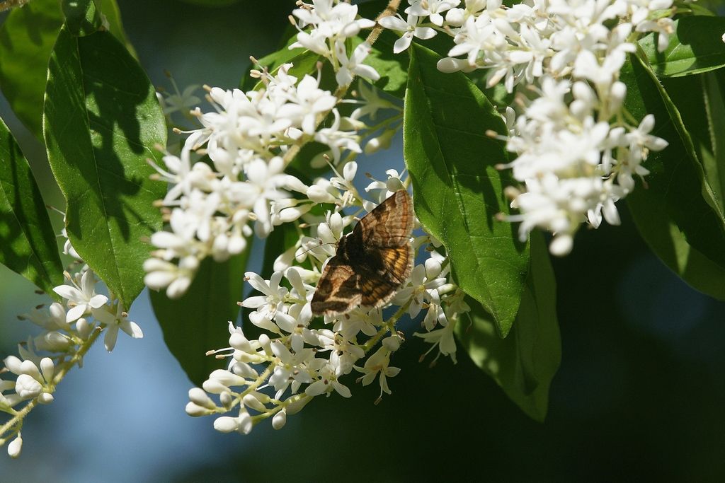 id - Euclidia (Euclidia) glyphica, Erebidae