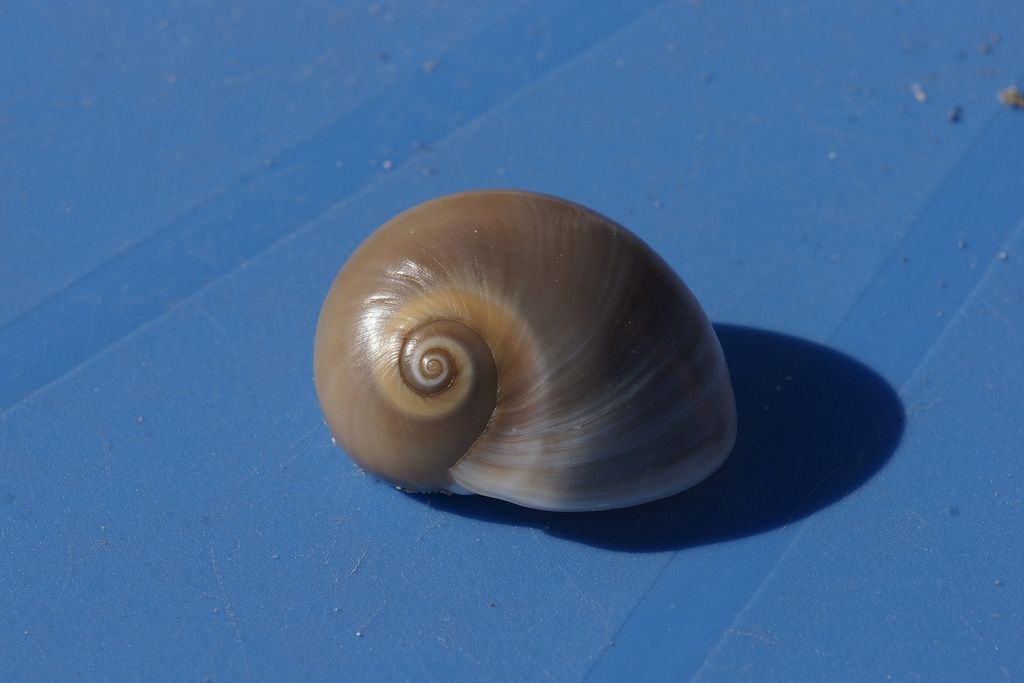 id gasteropodo