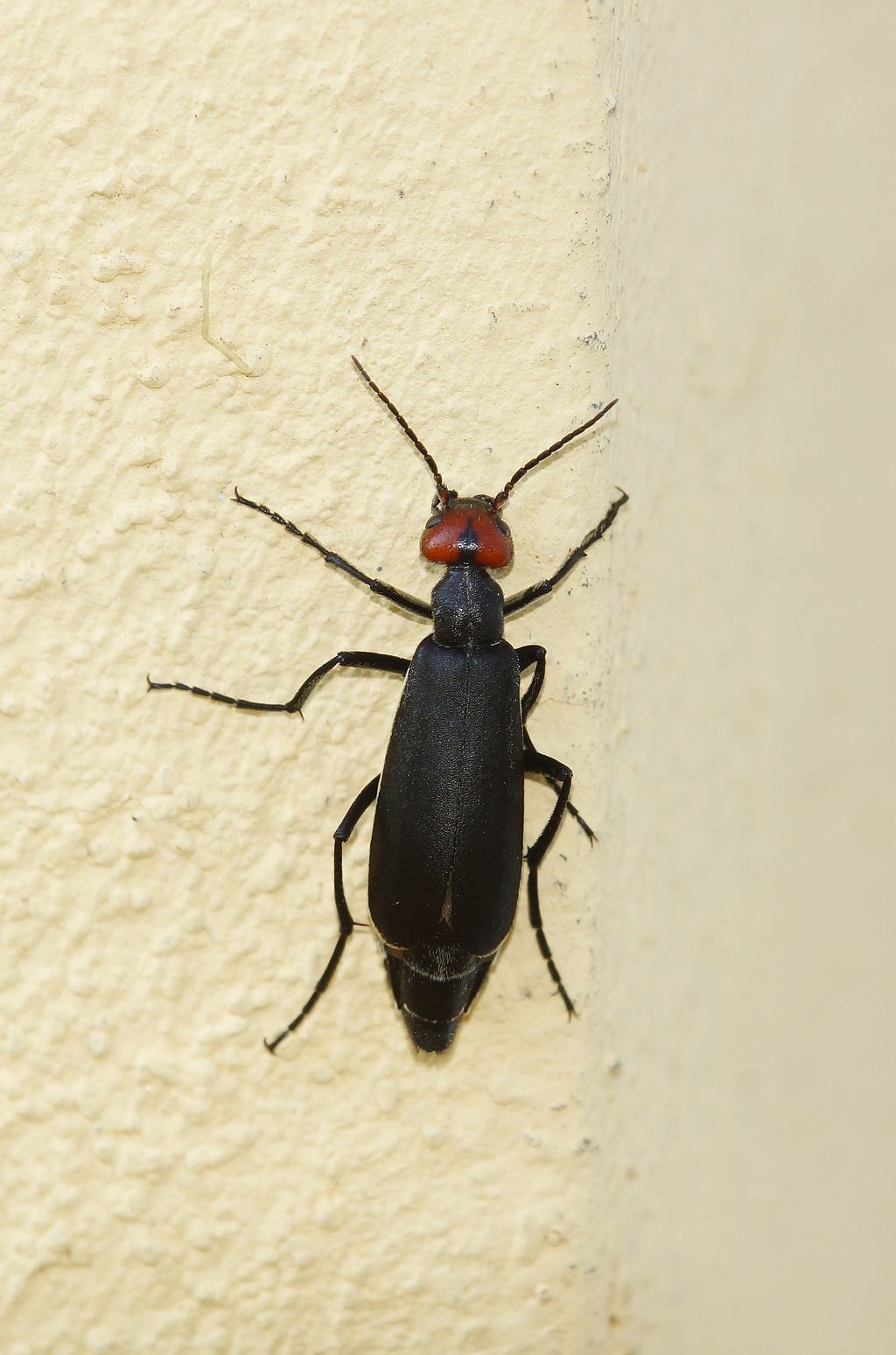 Epicauta rufidorsum, Meloidae