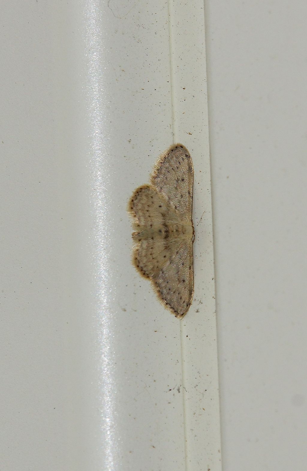 Geometridae - Idaea seriata