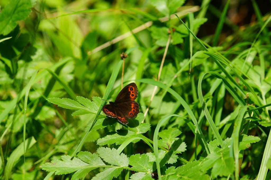 Erebia sp., ligea o euryale