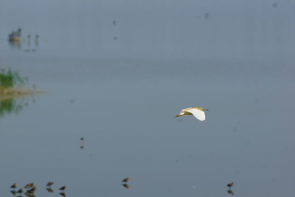 Sgarza ciuffetto [ ex id nitticora? ]