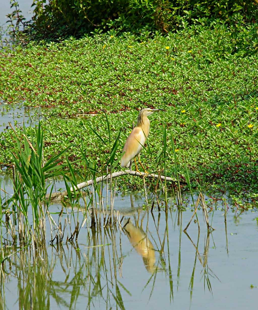 Sgarza ciuffetto [ ex id nitticora? ]