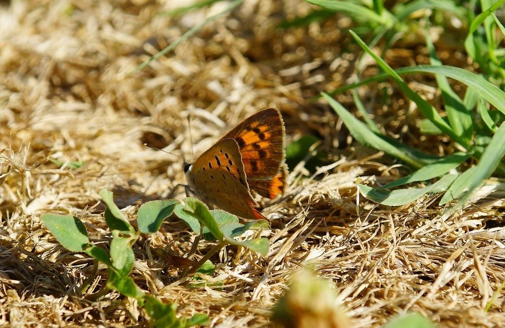 Lycaenidae? S, Lycaena phlaeas