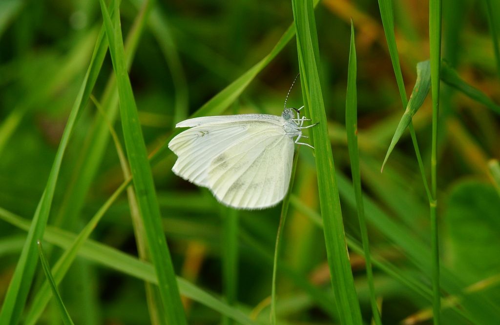 pieridae  da id