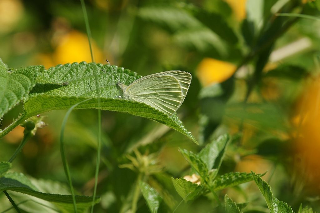 pieridae  da id