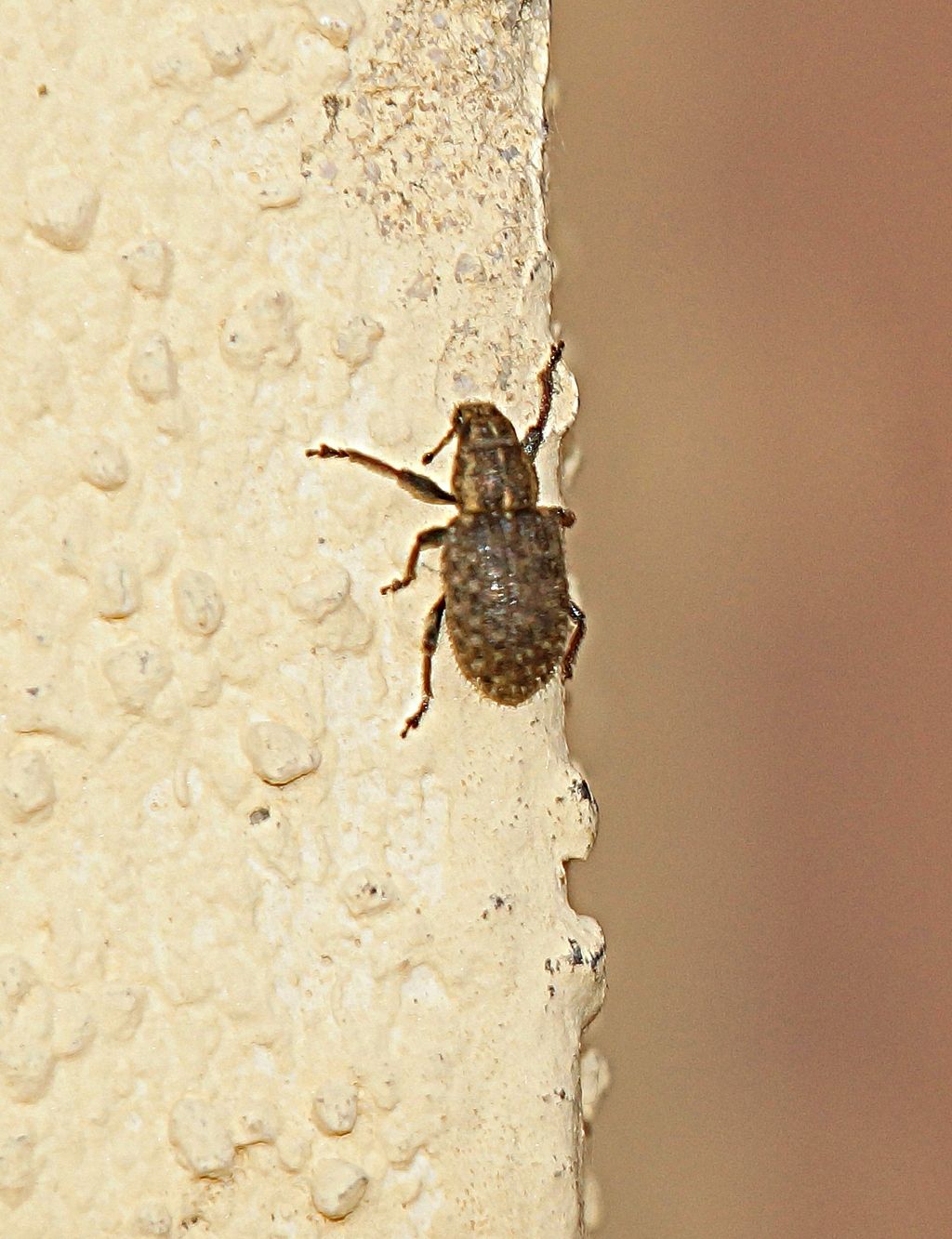 Curculionidae:  Sitona hispidulus