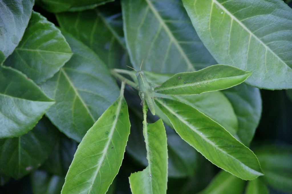 giovanissimo Anacridium aegyptium (Acrididae)