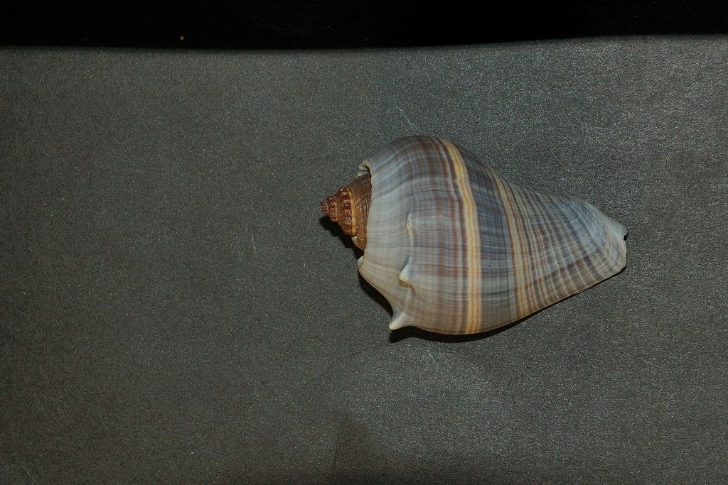 id gasteropode