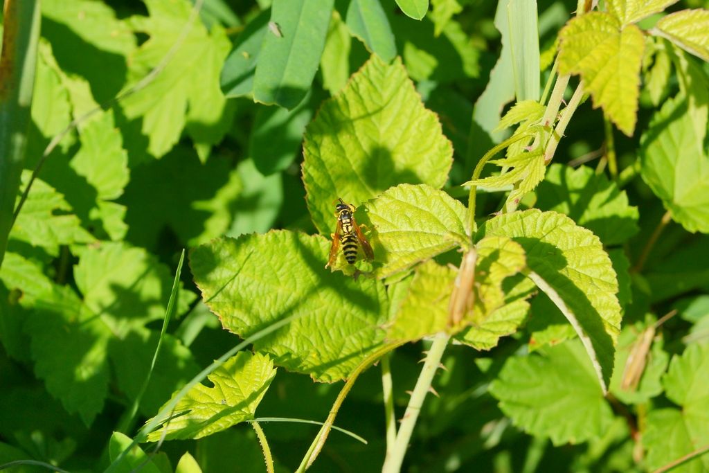 Vespidae: Polistes sp.