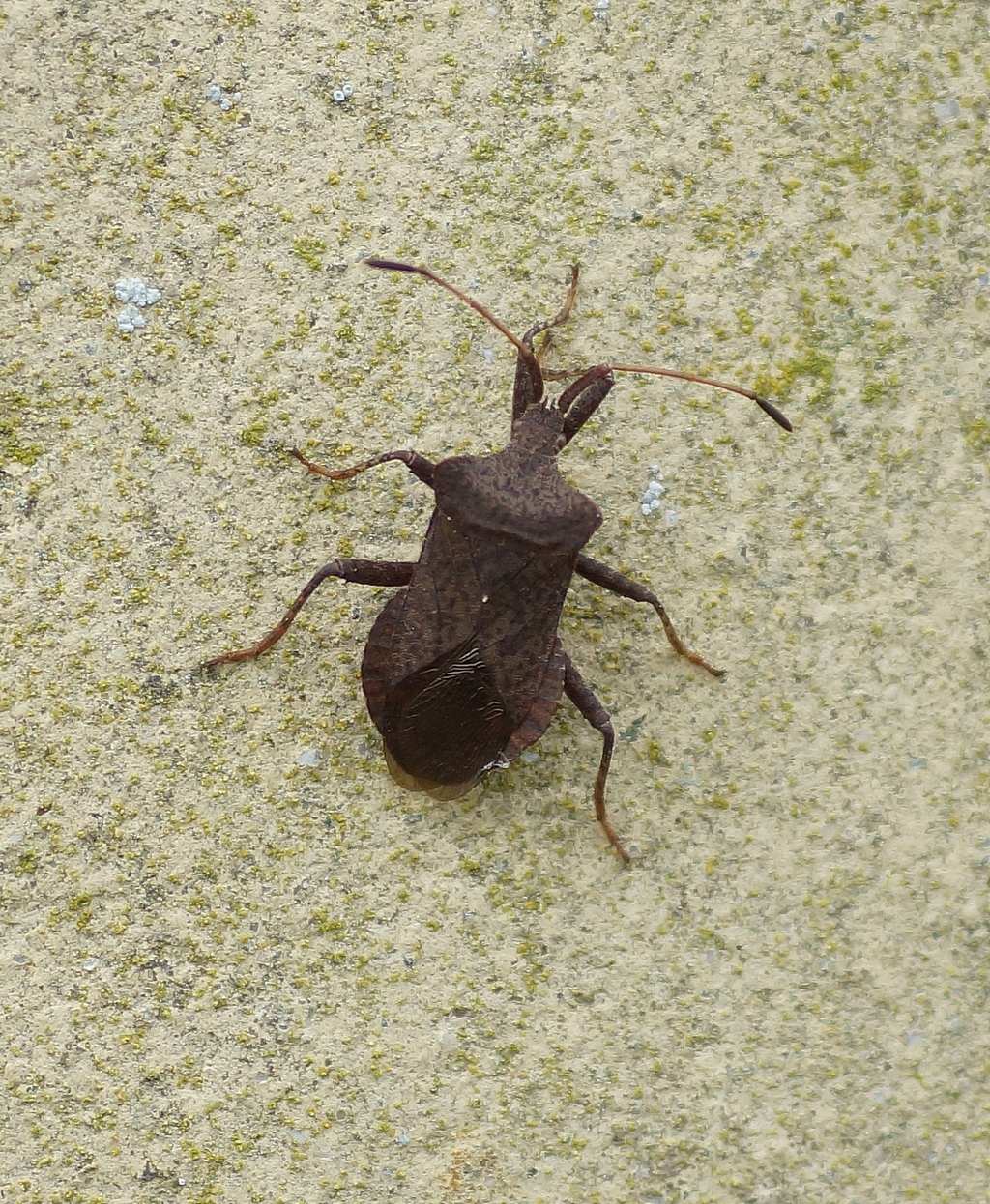 Coreidae: Coreus marginatus