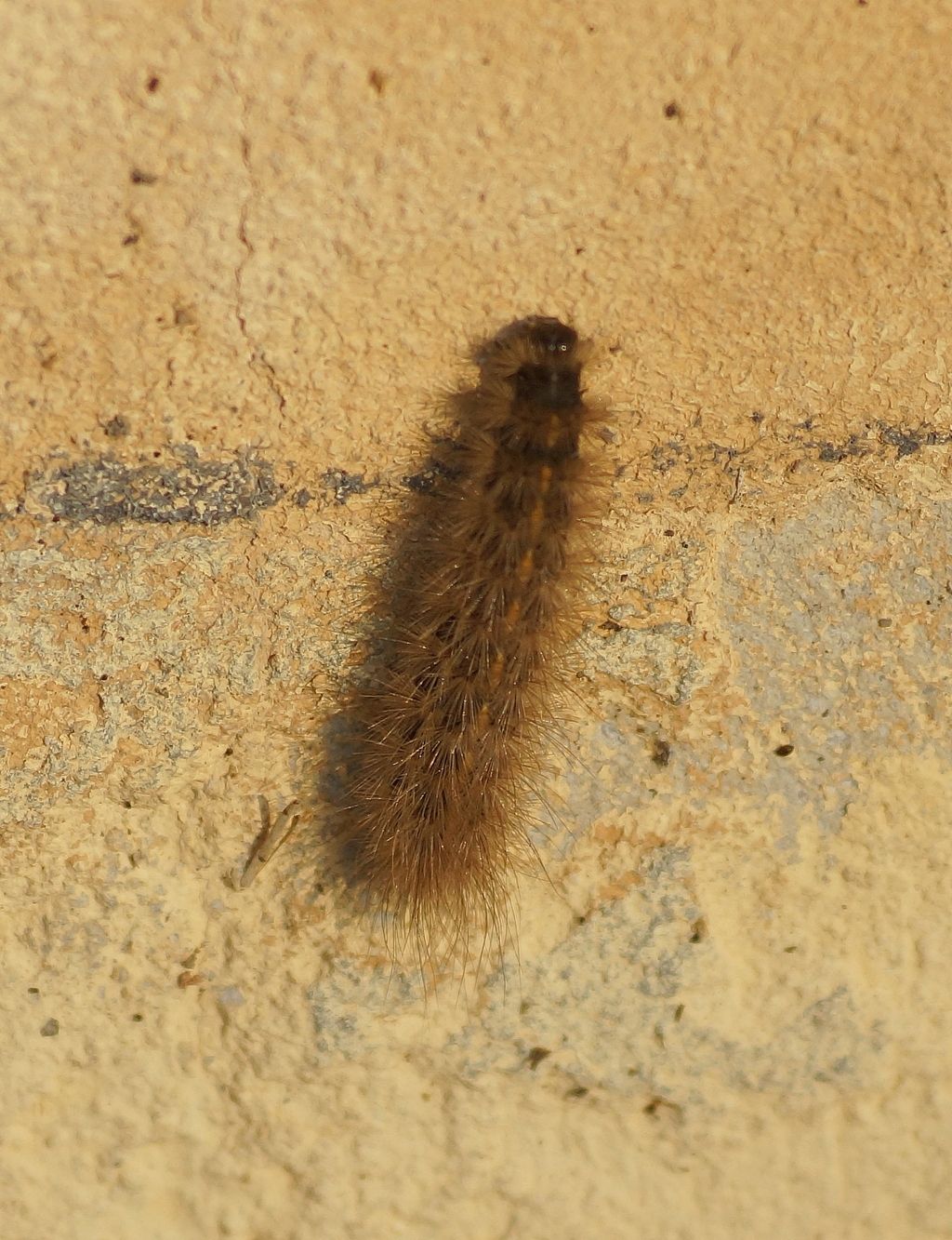 Bruchi da id: cfr. Spilosoma sp.- Erebidae e Xestia xantographa (Noctuidae)