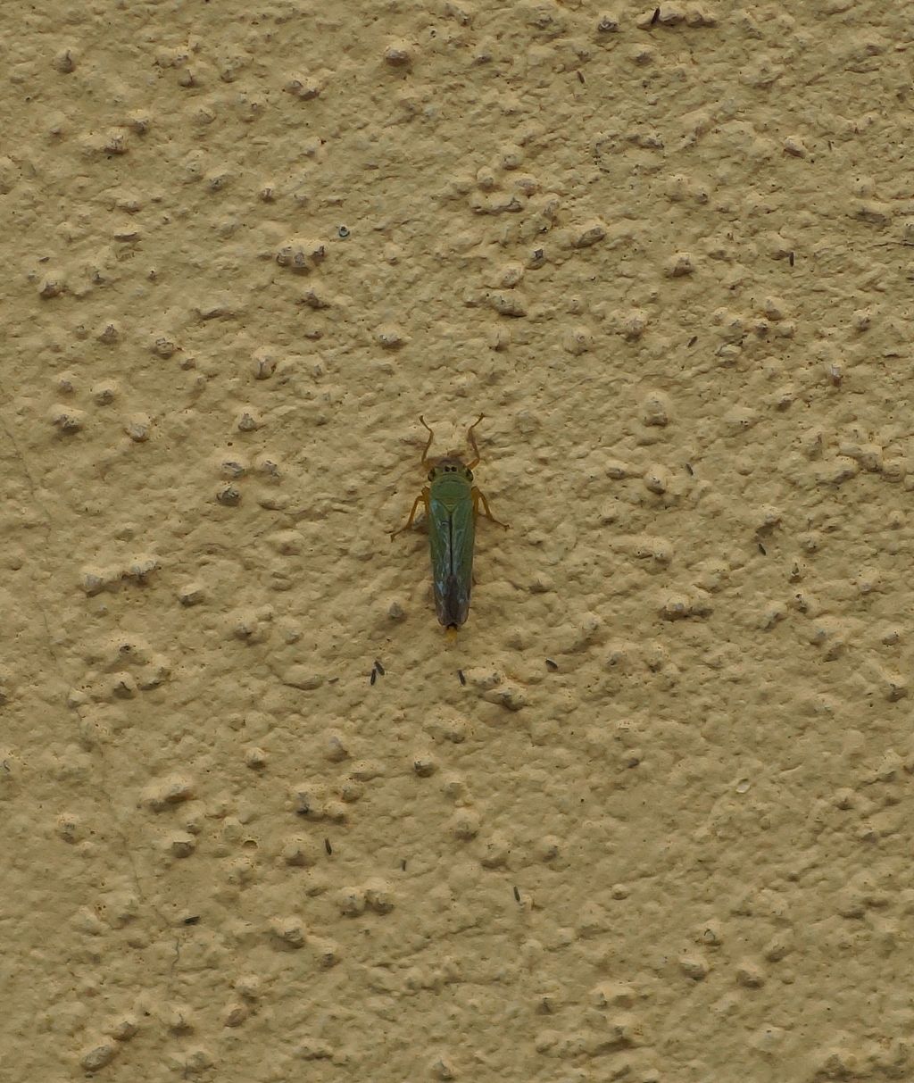 Cicadellidae Idiocerinae ...    e Cicadella viridis