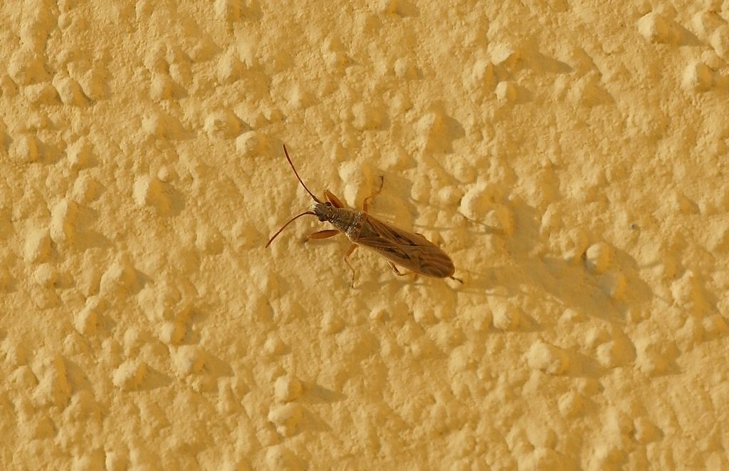 Lygaeidae: Paromius gracilis