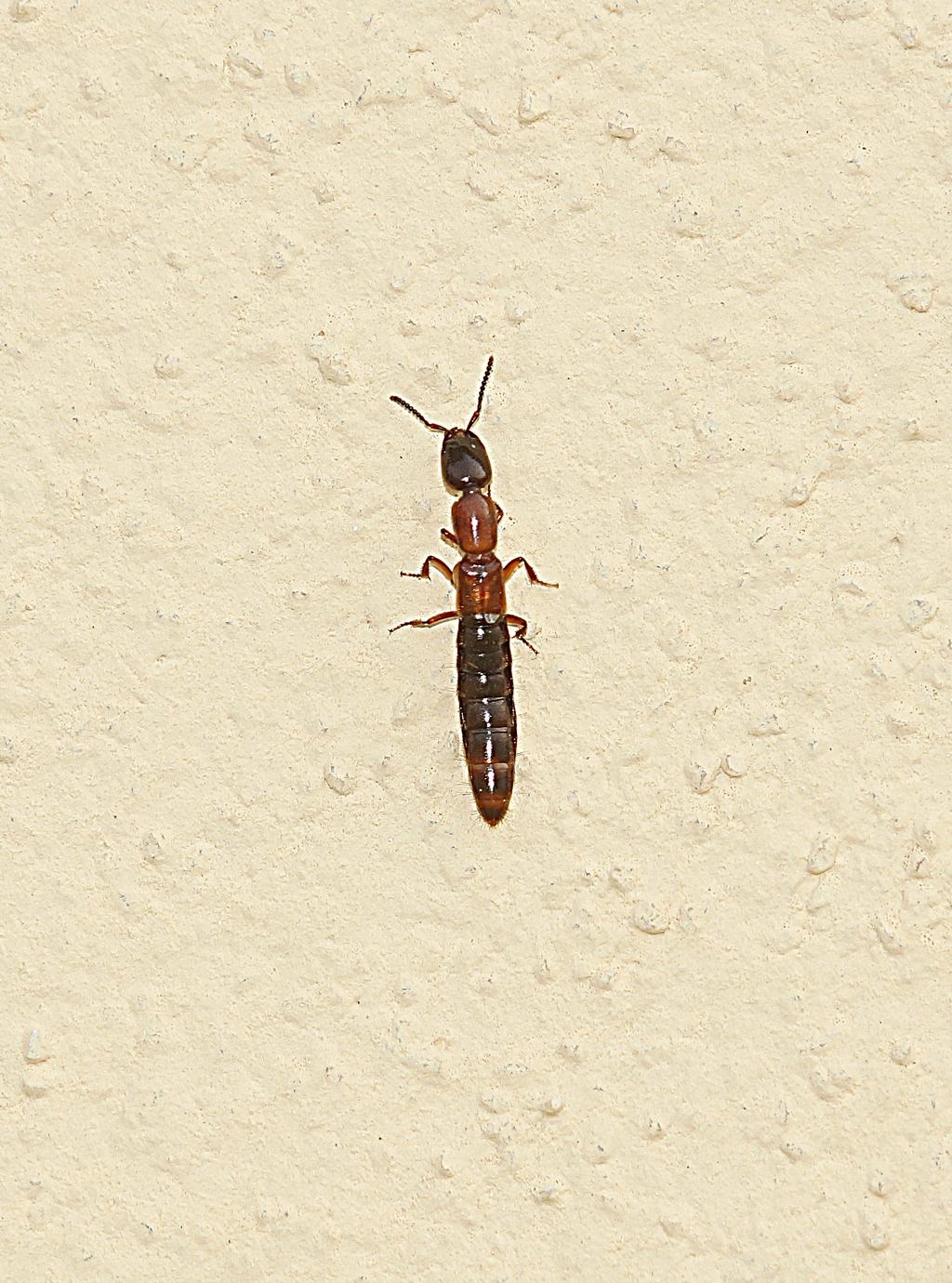 Staphylinidae: Xantholinus cfr. elegans