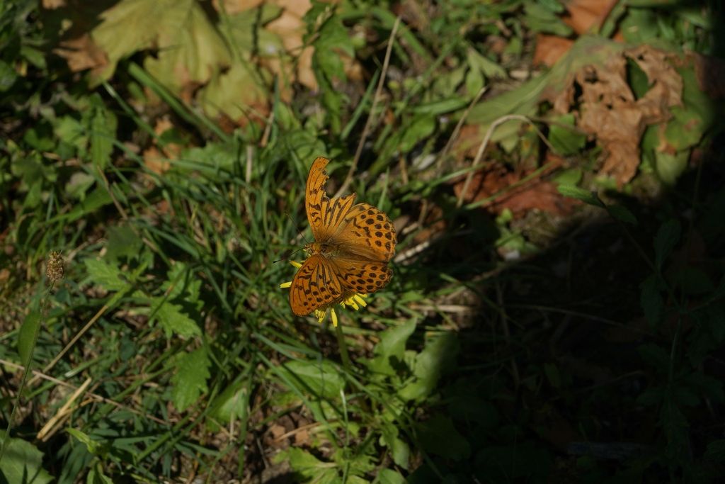 id - Argynnis (Argynnis) paphia