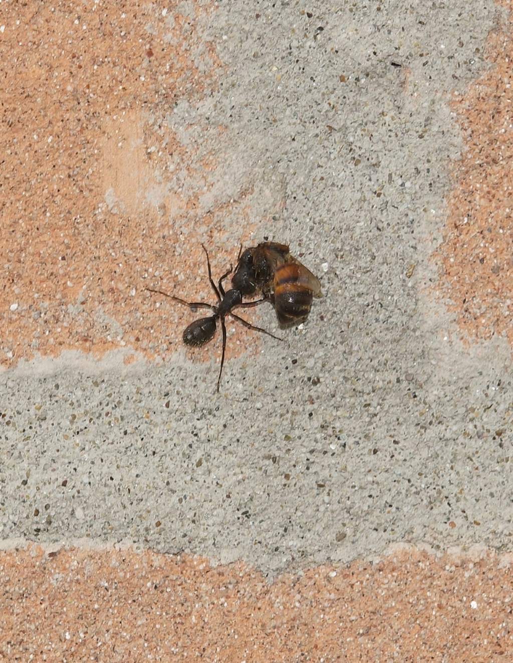 Formica da id.: Camponotus vagus