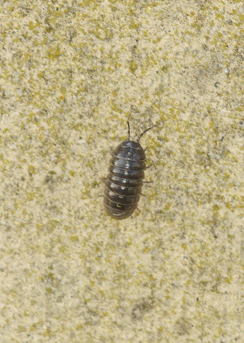 Armadillidium sp. (A. cfr. vulgare)