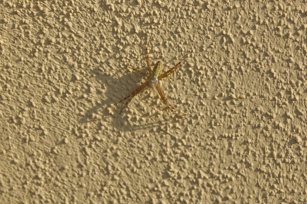 Argiope bruennichi, giovane femmina - Ostiglia (MN)