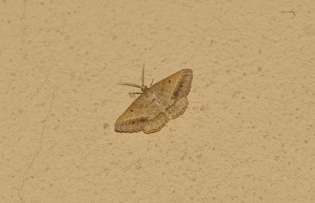 Id falena: Isturgia arenacearia - Geometridae