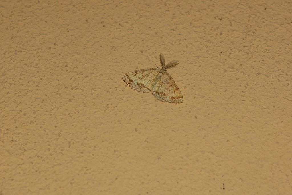 Geometridae? S, Ematurga atomaria