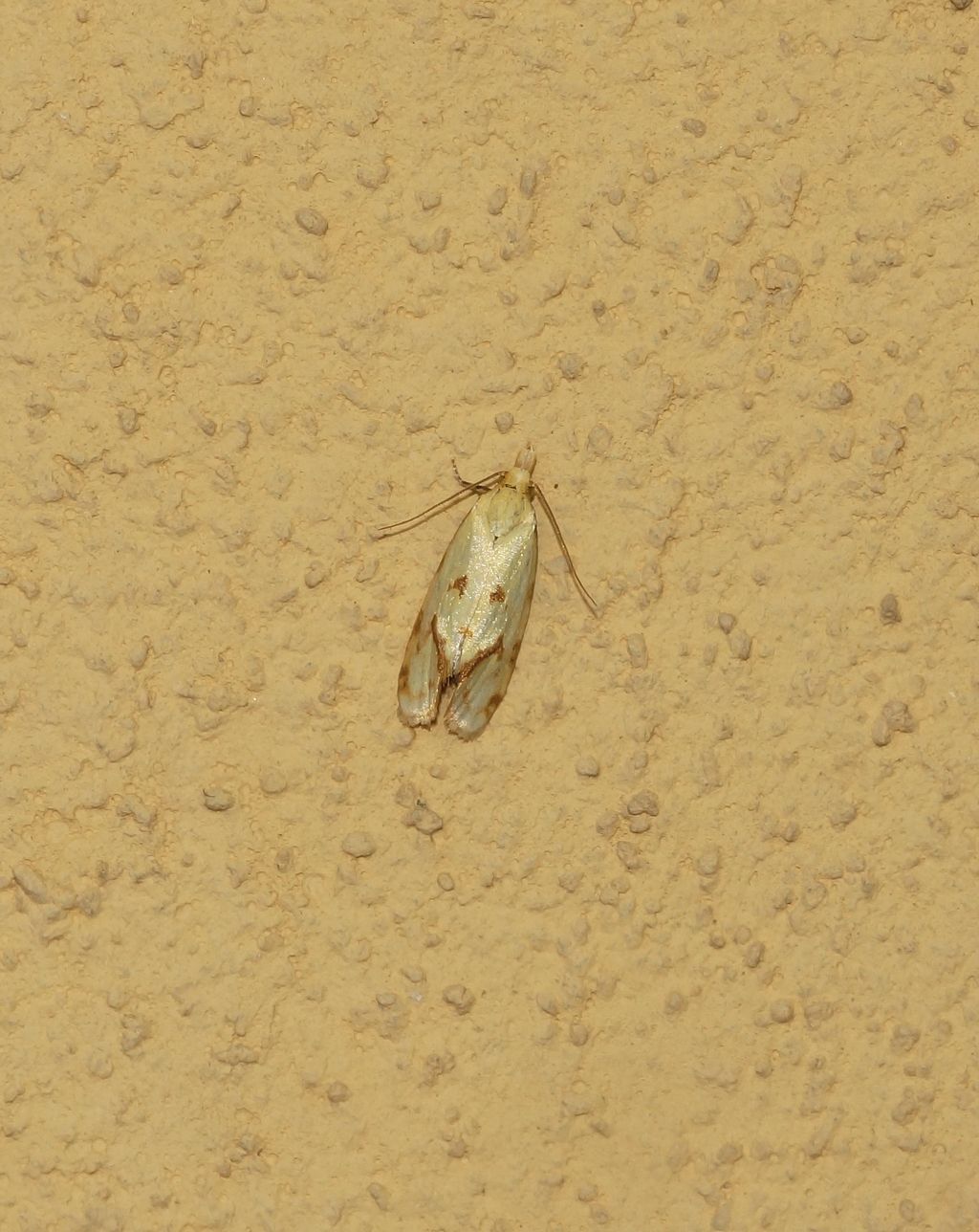 Id falena: Agapeta hamana - Tortricidae