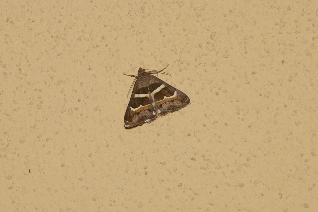 Id falena: Grammodes stolida - Erebidae