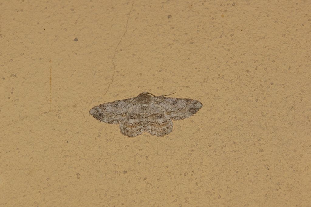 Geometridae? S: Ascotis selenaria e Phaiogramma etruscaria