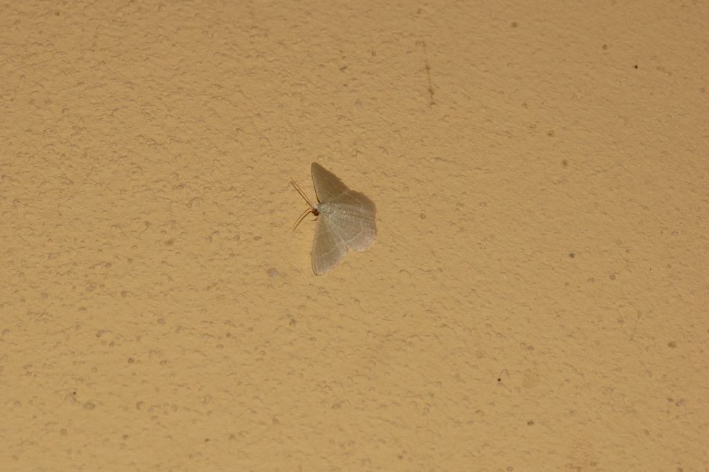 Geometridae? S: Ascotis selenaria e Phaiogramma etruscaria