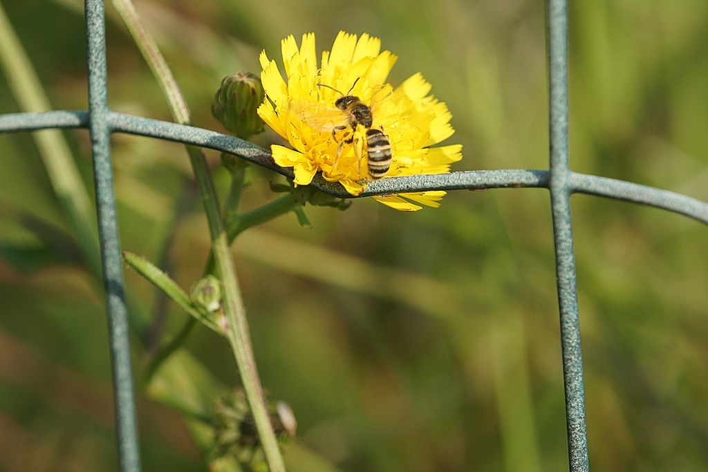 Halictus scabiosae, femmina (Apidae Halictinae)