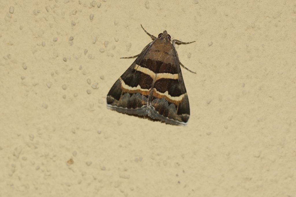 falena: Grammodes stolida - Erebidae