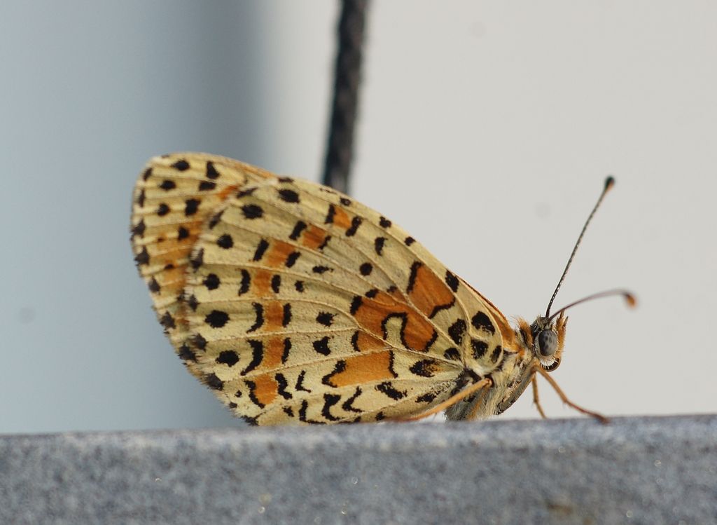 Melitaea? Melitaea didyma - Nymphalidae