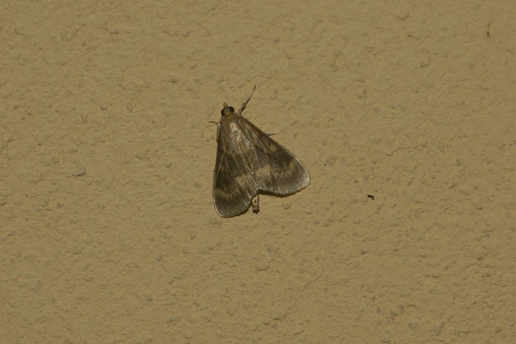 Id Pyralidae. No, Crambidae: Ostrinia nubilalis