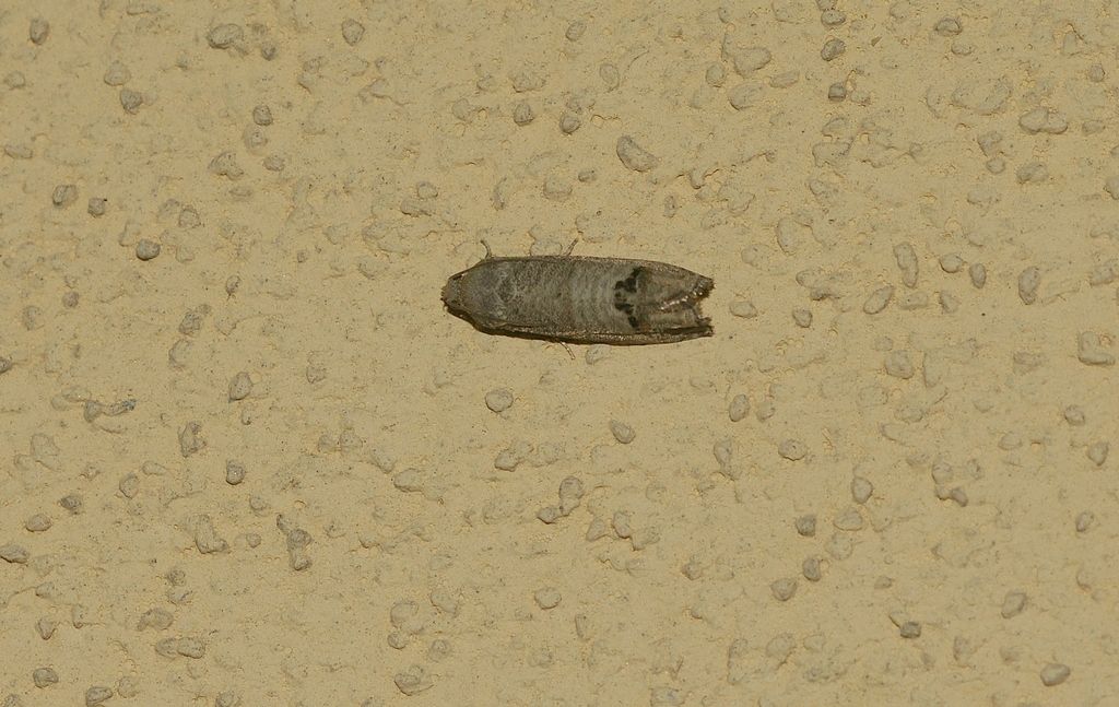 Falena: Cydia pomonella - Tortricidae