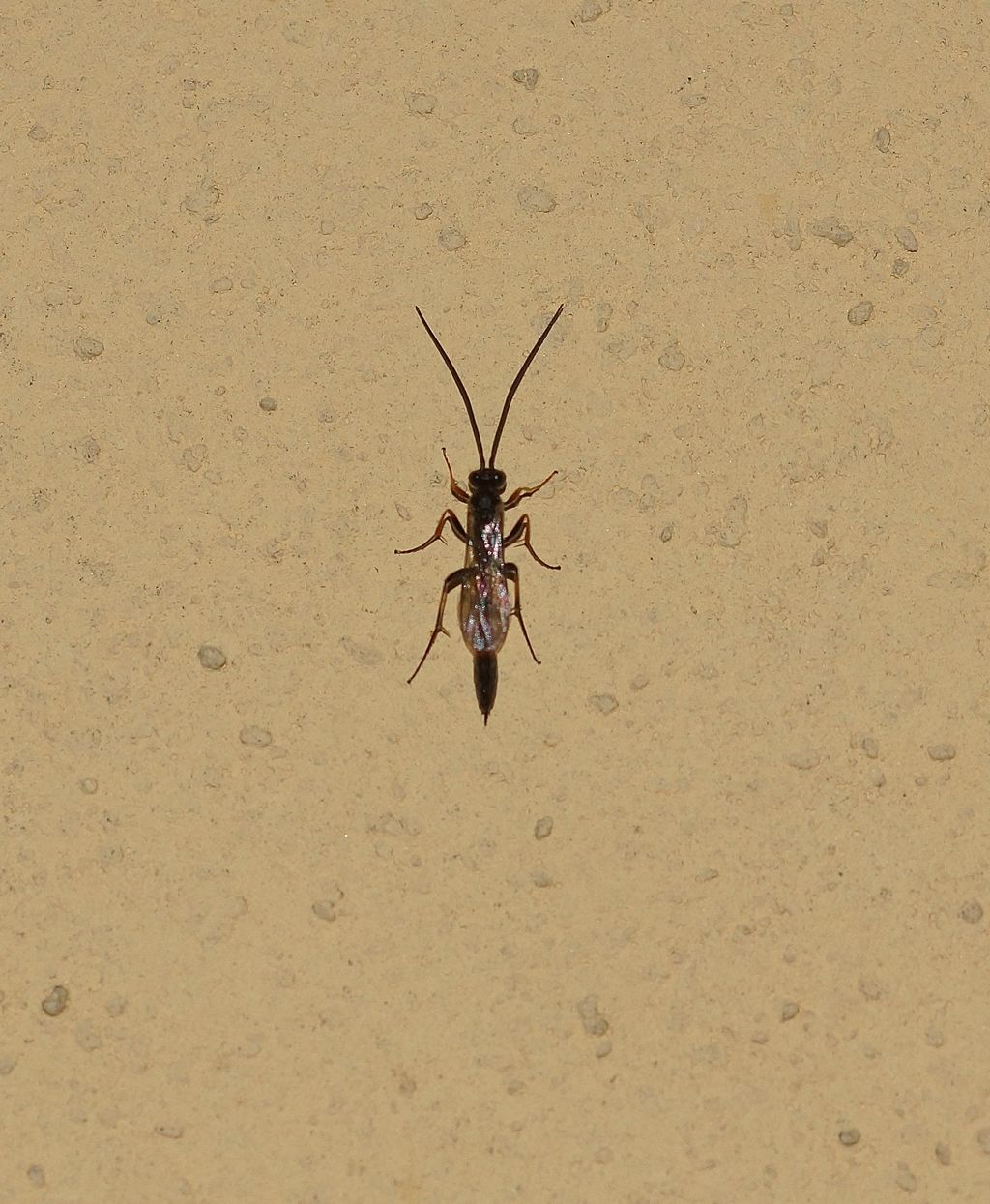 Ichneumonidae (?) da id.