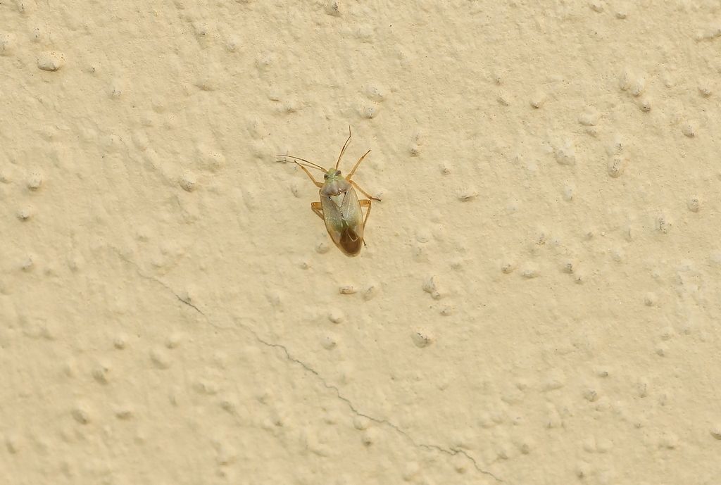 Miridae: Lygus rugulipennis