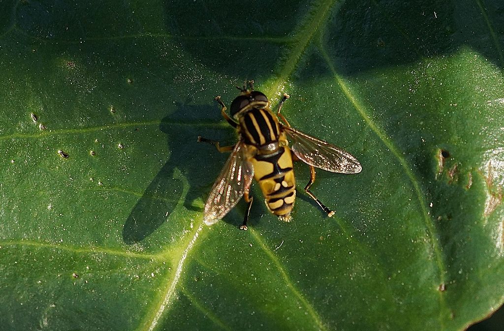 Syrphidae?  S, Helophilus pendulus, femmina