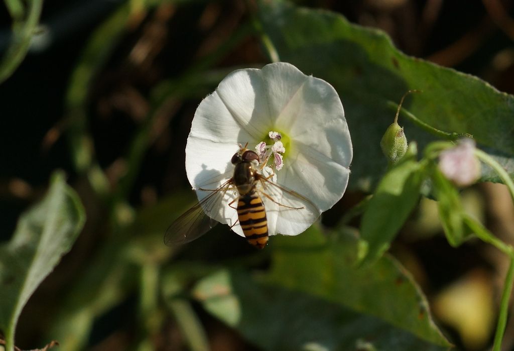 Syrphidae: Episyrphus balteatus