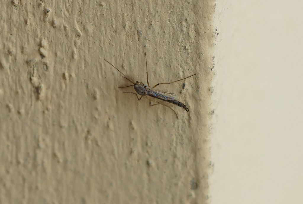 Dittero?  S, Chironomidae, maschio